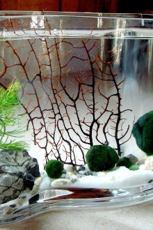 Διακόσμηση για ενυδρείο σε βάζο