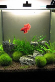 Διακόσμηση για ενυδρείο με φύκια