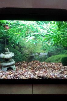 Ιαπωνικό στιλ διακόσμησης ενυδρείου