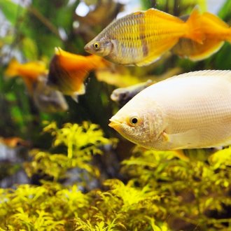 Διακόσμηση για κίτρινο ενυδρείο