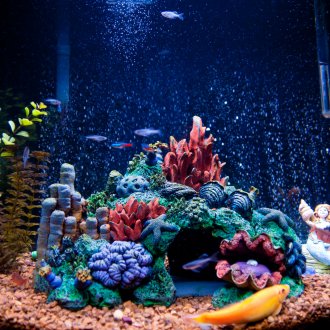 Διακοσμητικό ενυδρείο αστερίας