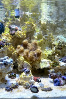 DIY Aquarium 20 Liter