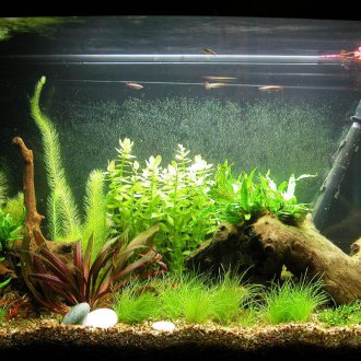 DIY καθαρισμό ενυδρείου