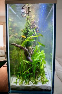 DIY ενυδρείο διακοσμητικά