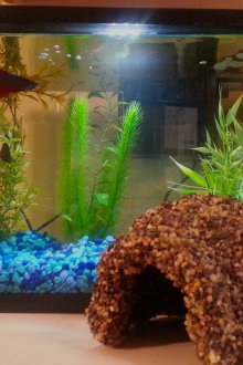 Clay DIY ενυδρείο