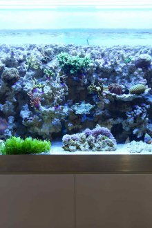 DIY ενυδρείο μακριά