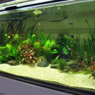 DIY ενυδρείο με βότσαλα