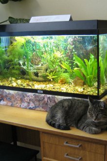 DIY ενυδρείο με mainsail