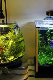 DIY ενυδρείο με χώμα