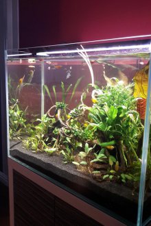 DIY κατασκευή ενυδρείου