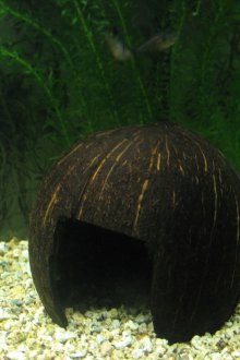 DIY ενυδρείο με διακόσμηση καρύδας