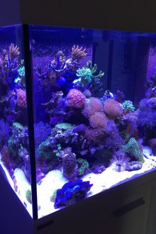 DIY ενυδρείο με κοράλλια