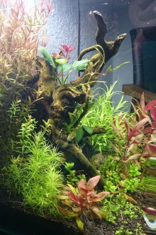 DIY ενυδρείο με παγίδες