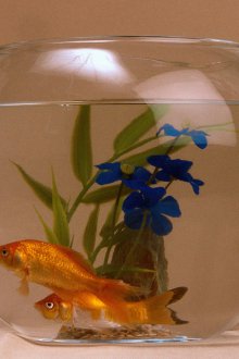 DIY γύρο ενυδρείου