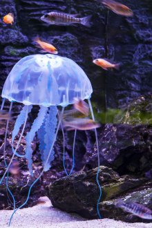 DIY ενυδρείο με μέδουσες