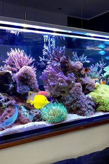 DIY θαλάσσιο ενυδρείο