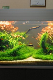 DIY ενυδρείο με φυσική βλάστηση