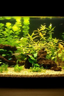 DIY do-it-yourself ενυδρείο