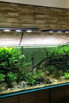 DIY ενυδρείο ανοιχτό