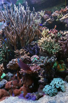 DIY ενυδρείο με φυτά