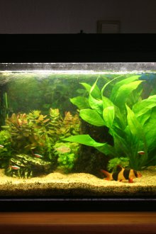 DIY φυτά ενυδρείου