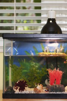 DIY ενυδρείο με ενισχυτικά