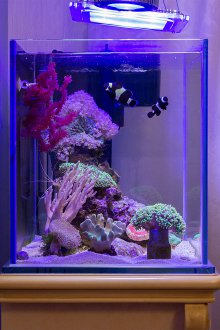 DIY reef ενυδρείο