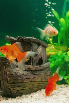 DIY ενυδρείο με ψάρι