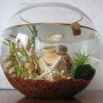 DIY ενυδρείο με σαλιγκάρια