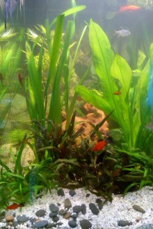 DIY ενυδρείο με φύκια