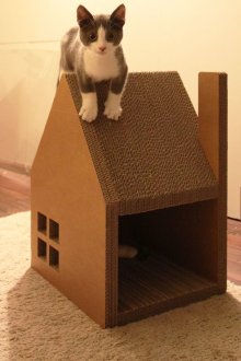 Κολλημένο σπίτι από χαρτόνι για γάτες
