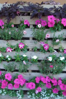 Κάθετη παρτέρι σε μια παλέτα