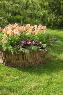 Κινητό παρτέρι σε ένα καλάθι