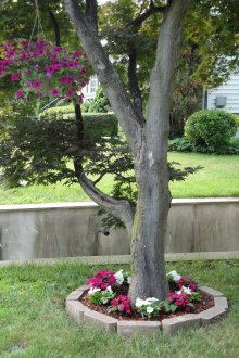 Όμορφη παρτέρι γύρω από ένα δέντρο