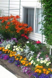 Μια ποικιλία από λουλούδια στο παρτέρι