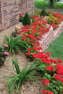 Φωτεινό κόκκινο ανθοπωλείο και άλλα λουλούδια στη χώρα