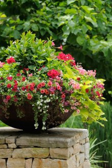 Όμορφα λουλούδια σε ημικυκλικό μπολ