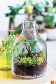 Florarium σε ένα μπουκάλι