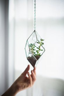 Φλωριαριό σε μια αλυσίδα