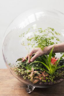 Florarium για λουλούδια