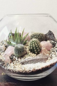 Cactus Florarium