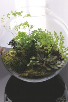 Φλωριανή γύρο