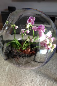 Γυάλινο Ορχιδέα Φλωριαριό