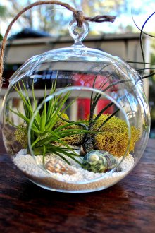 Φλωριαριό με κελύφη