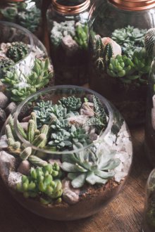 Φυτοθεραπεία