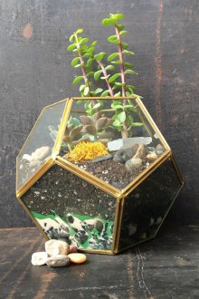 DIY Florarium