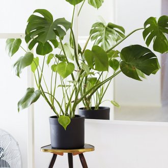 Ξύλινη βάση