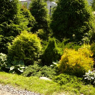 Διαδρομή τοπίου και κωνοφόρα