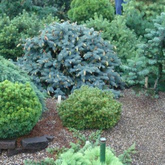 Ένας όμορφος συνδυασμός κωνοφόρων στην περιοχή