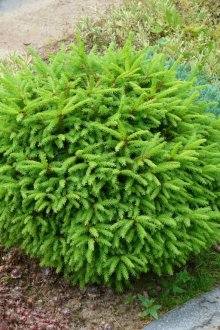 Μικρό κωνοφόρο φυτό